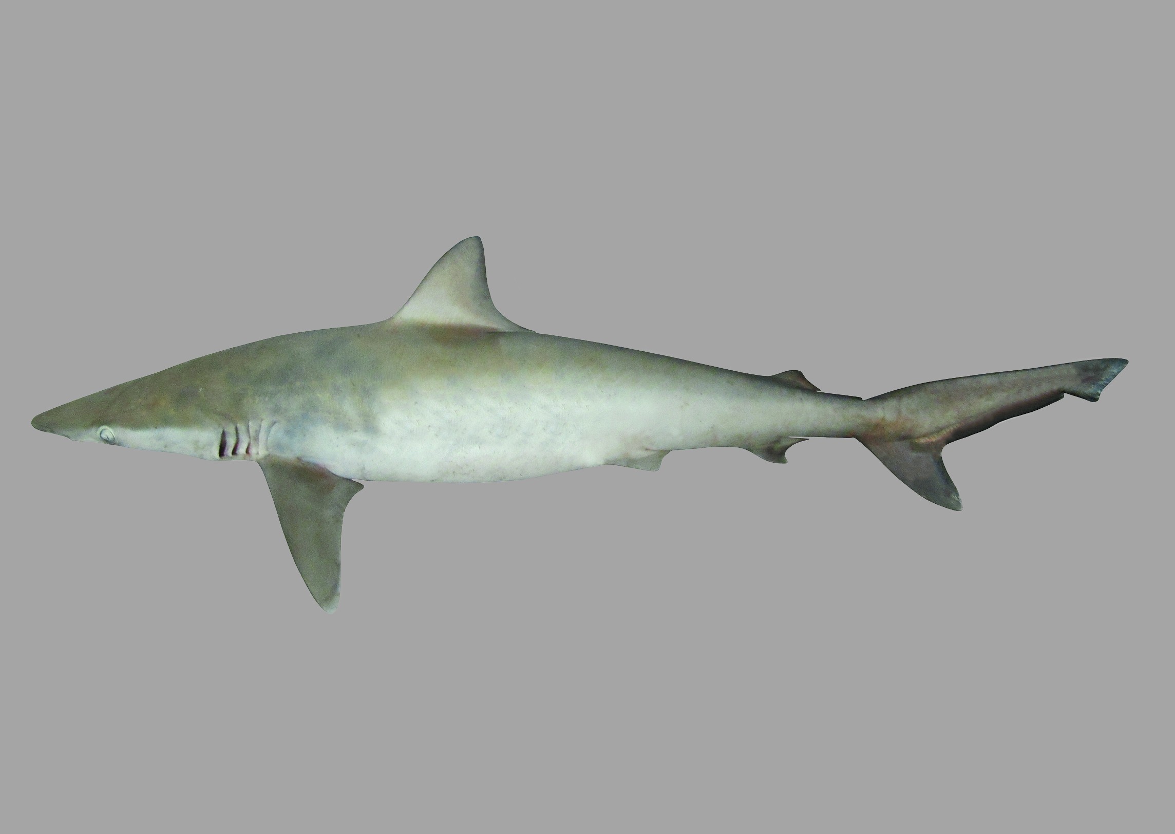 Carcharhinus macloti, male, 77 cm TL, Papua New Guinea; CSIRO